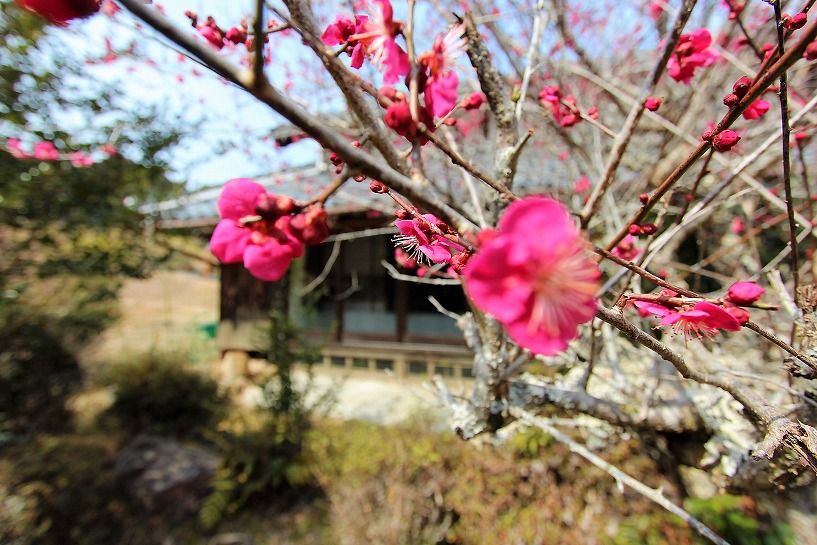 滋賀県甲賀市甲南町磯尾平屋古民家の庭に咲く梅の花