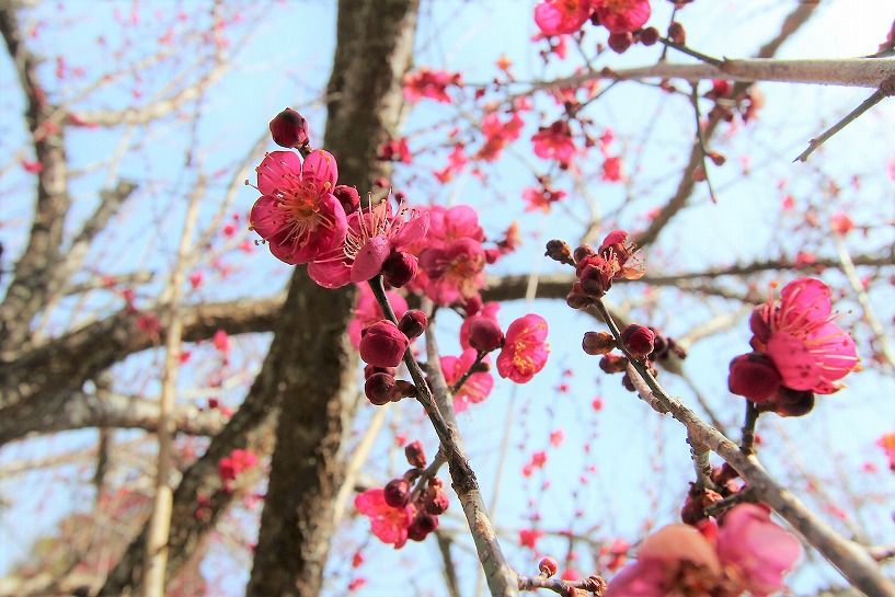 伊賀市法花リノベ済み茅葺トタンの古民家の梅の花